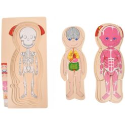 Corp Uman Puzzle - Fata