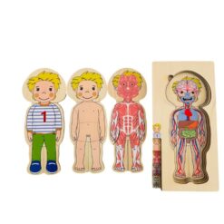 Puzzle Stratificat, Anatomia Corpului Uman, Baiat 01
