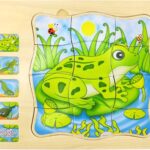 Puzzle Stratificat, Ciclul de viata, Broasca