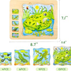 Puzzle Stratificat, Ciclul de viata, Broasca 01