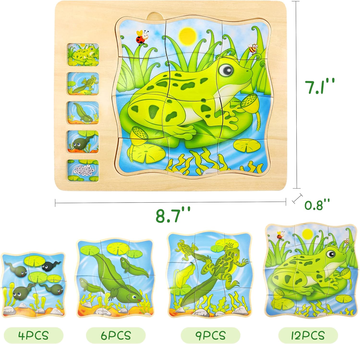 Puzzle Stratificat, Ciclul de viata, Broasca 01