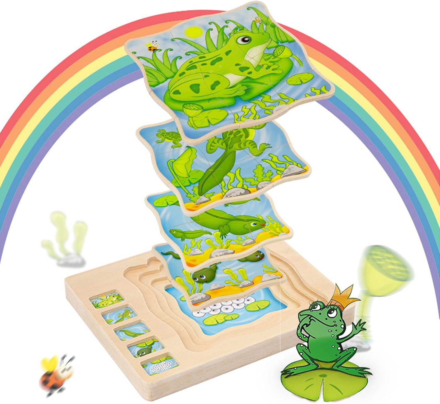 Puzzle Stratificat, Ciclul de viata, Broasca 01